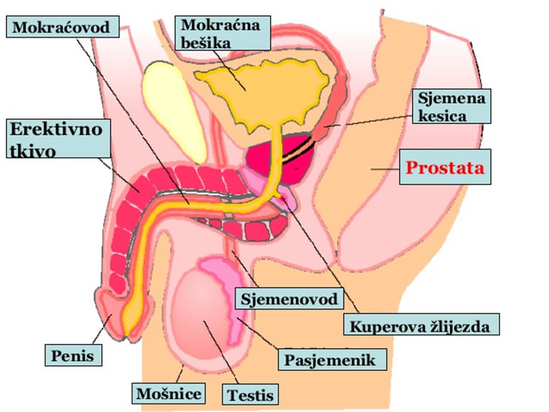 Goli muski spolni organ