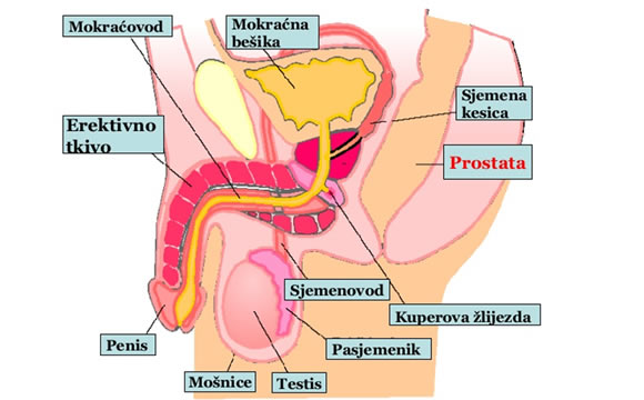 POLNI ORGANI MUŠKARCA